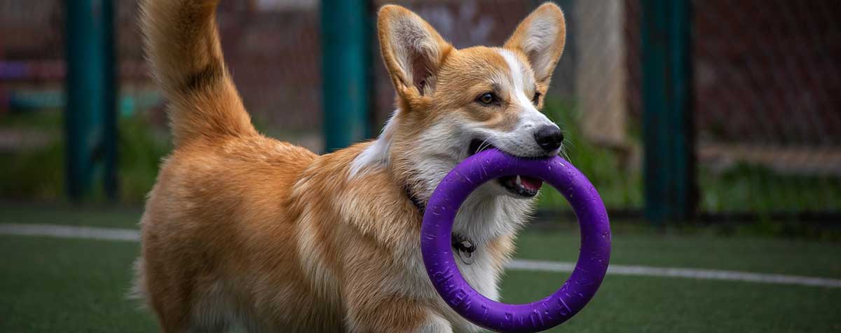 Dog with toy